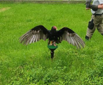 Sokoliar
