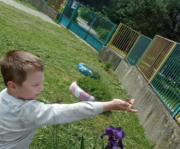 Život motýľa