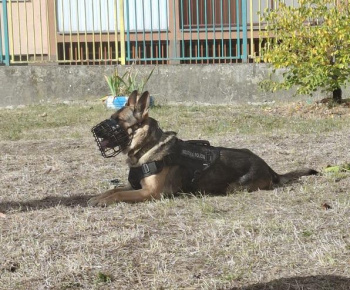 Mestská polícia a psovod